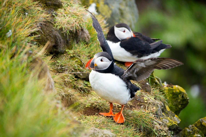 two black and white birds on a rocky surface