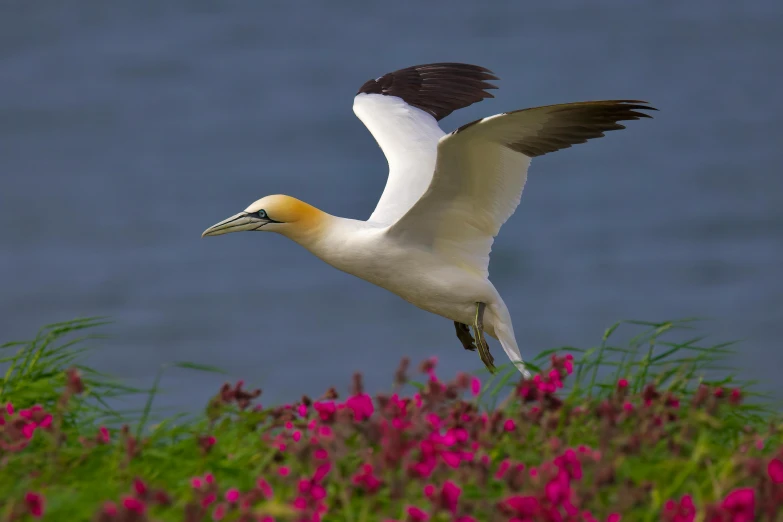 a white bird with black and orange in its beak flying over flowers