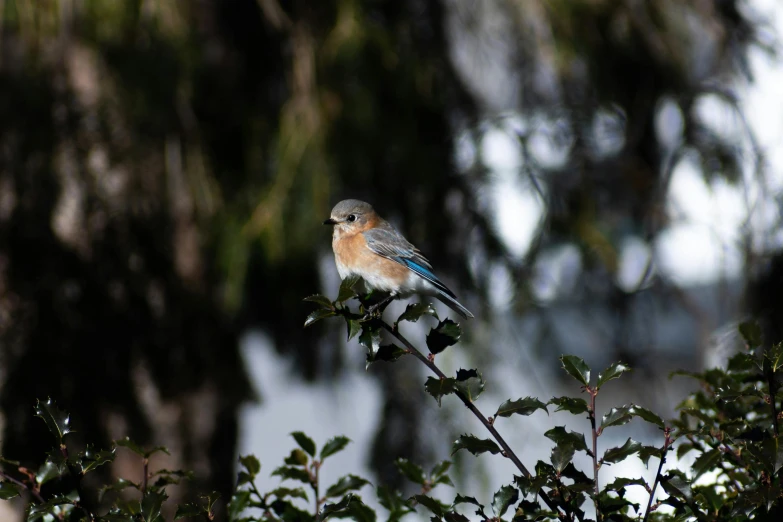 blue bird with orange on a green leafed tree