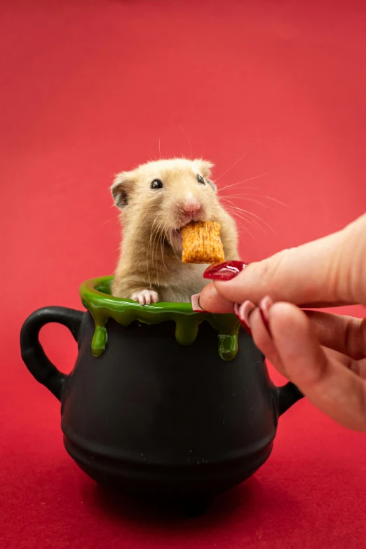 a hamster in a cup has his nose through food