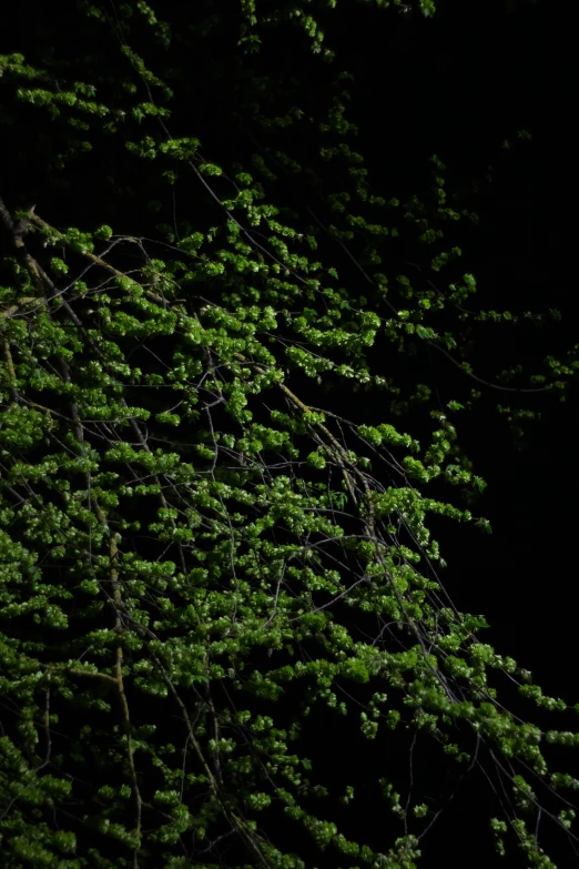 trees lit up at night with green needles