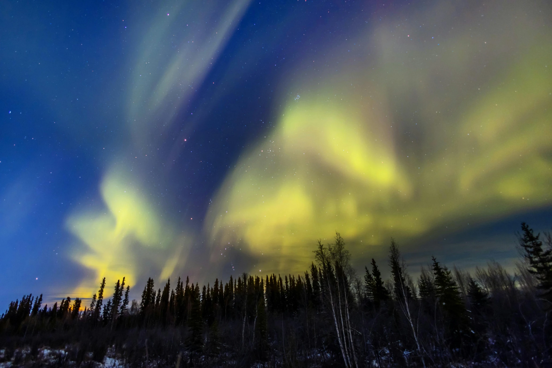 an aurora bore is visible in the sky above a forest