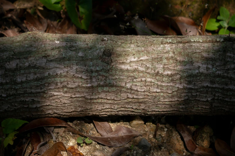 an image of a fallen tree trunk with brown leaves