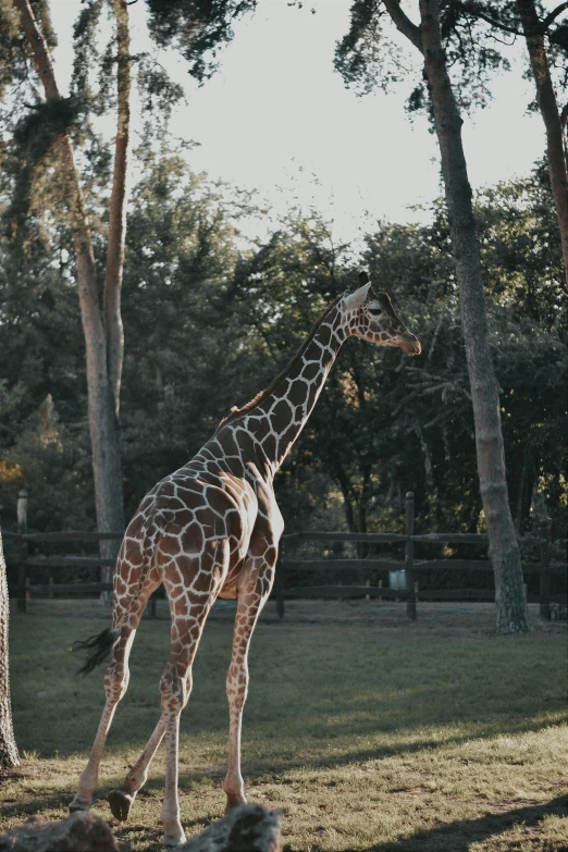 a giraffe standing next to several trees in a lush green field