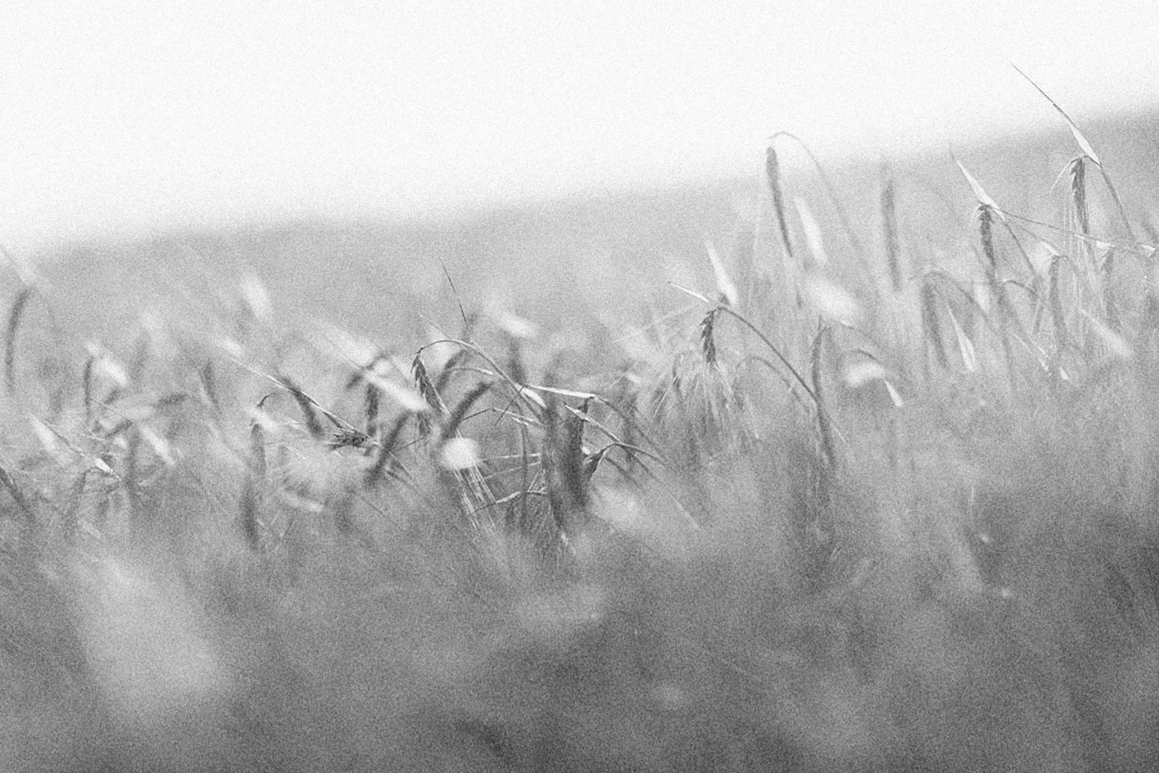 a field full of tall grass with very long thin leaves