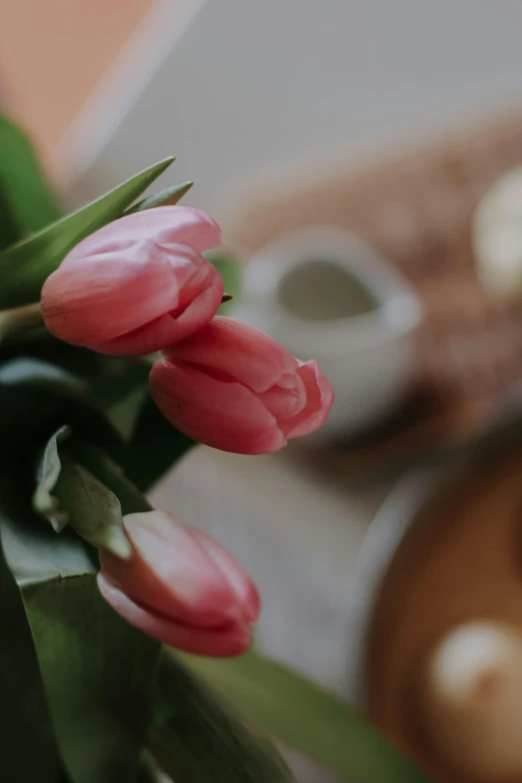 closeup of pink flowers with green stems