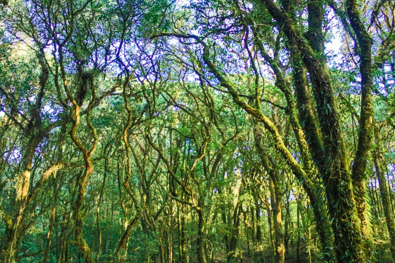 two people walking through a forest full of tall trees