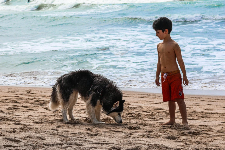 a  is playing with his dog on the beach