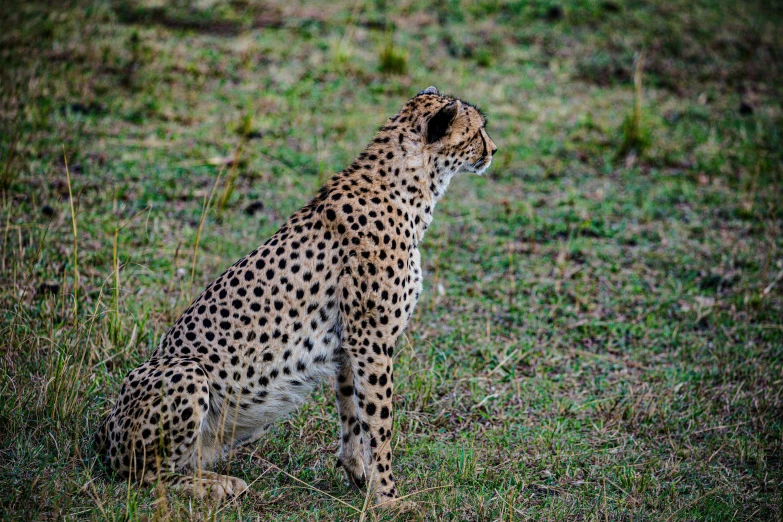 a small, skinny cheetah sits alone in a grassy field