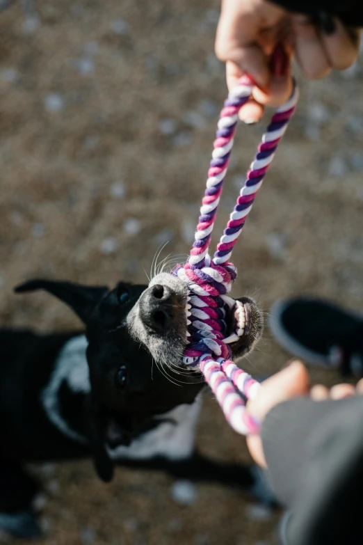 a dog pulling a rope around its neck