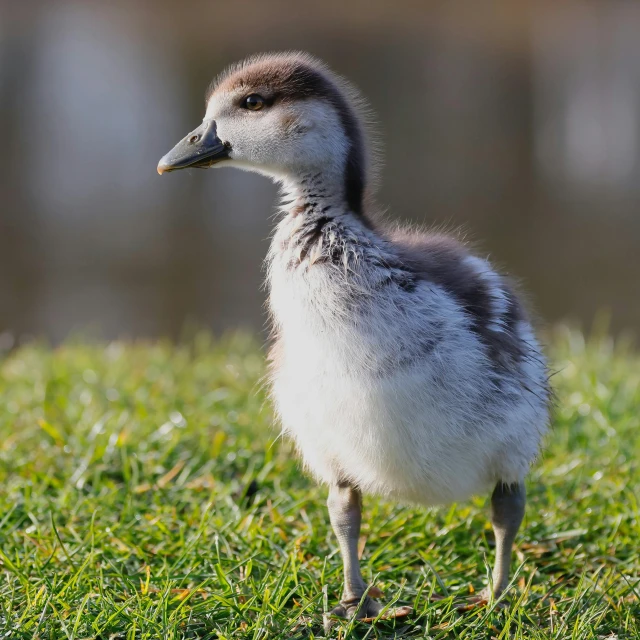 a baby bird stands in the grass near some water