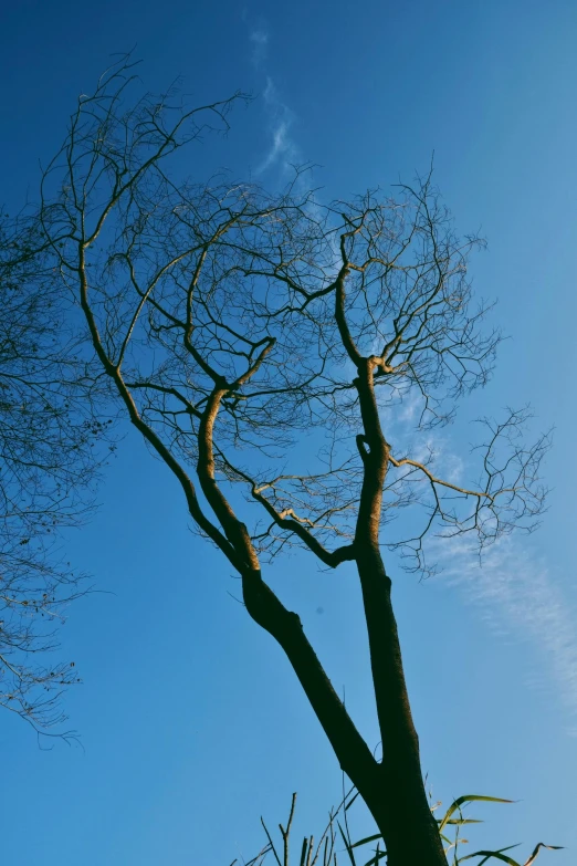 a single tree without leaves on a sunny day