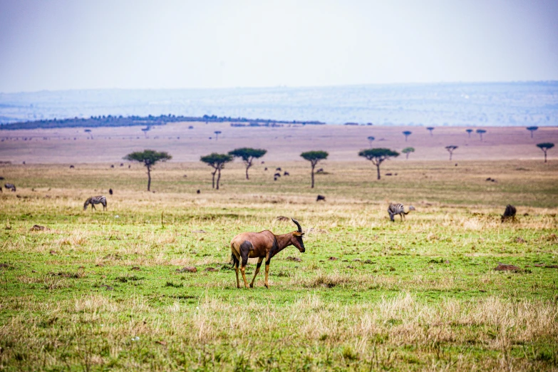 some animals are standing around in an open field