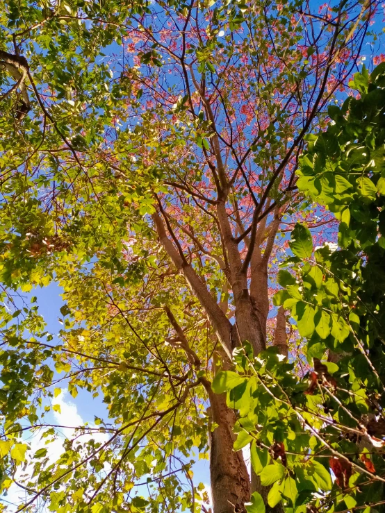 the canopy of a large tree on a bright sunny day