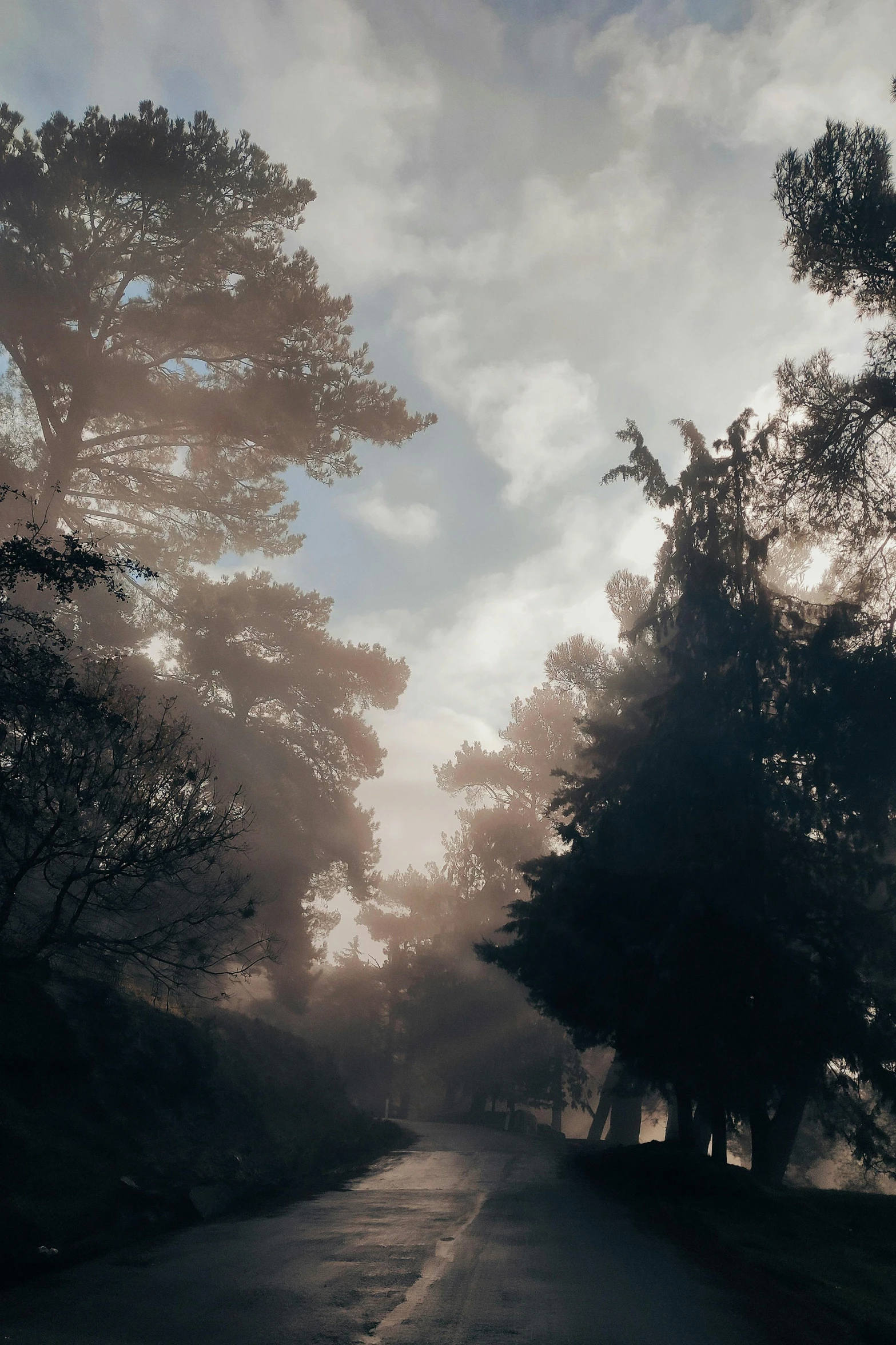 trees on the side of a road are very tall