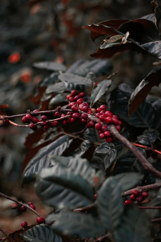 berries on a tree with leaves and buds