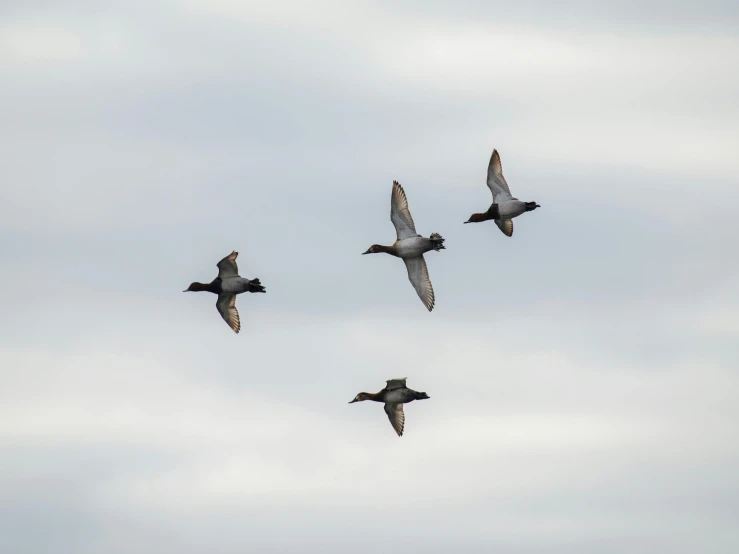 three birds flying through the air on a cloudy day