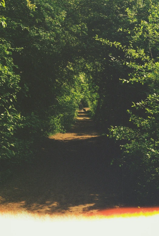 the dirt path leads into a row of trees