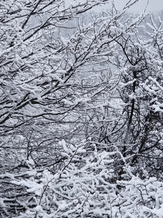 snow and tree nches with fog in the background