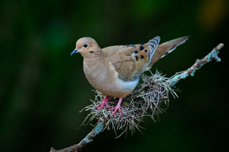 a small brown bird sitting on top of a tree nch