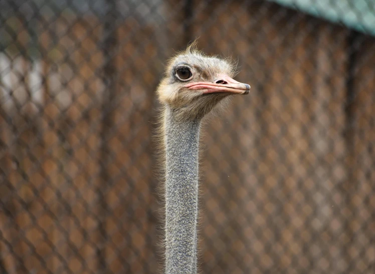 a tall ostrich walking past a fence