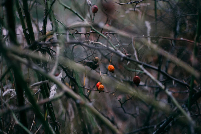 the berries on the tree have sprout out of it