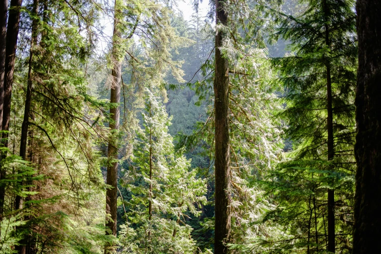 a lush green forest filled with trees under sun