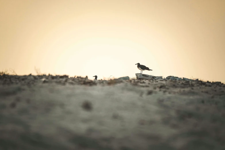 two birds standing on top of a hill at sunset