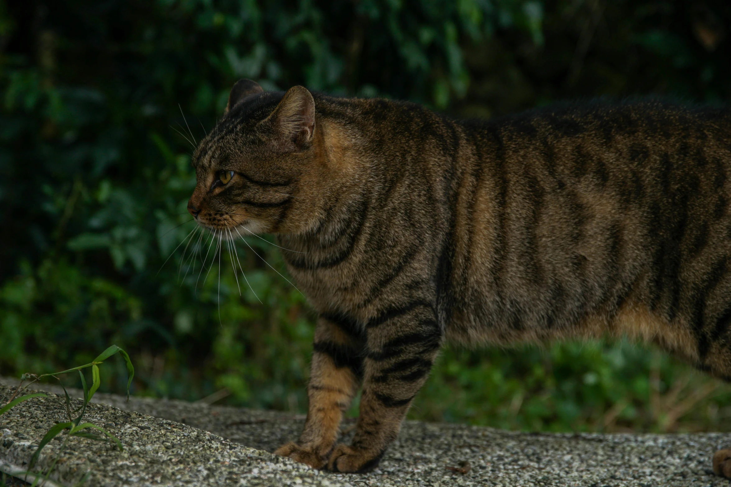 a cat with it's paw in the air and grass on top of it