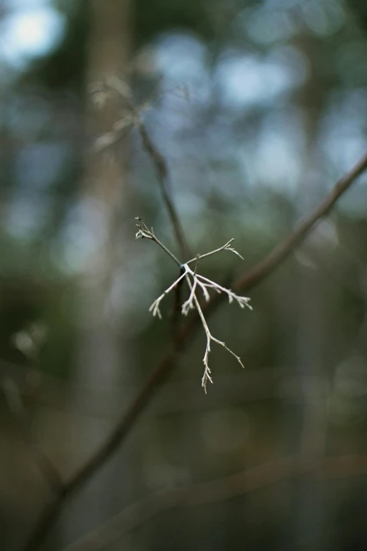 some very tiny leaves growing on a tree nch