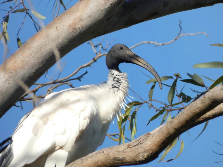 a bird with a long beak and large white head on the nch of a tree