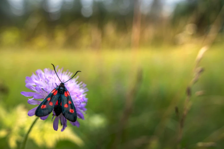 a close - up of an insect on a flower in the background