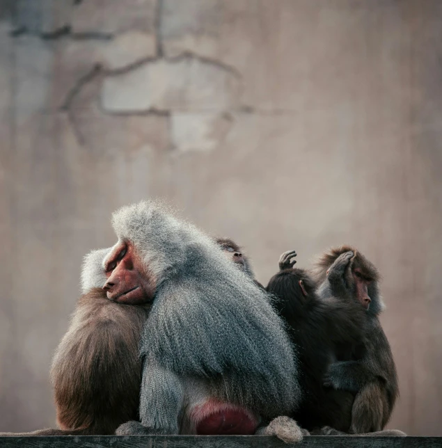 three monkeys sitting next to each other in a wooden frame