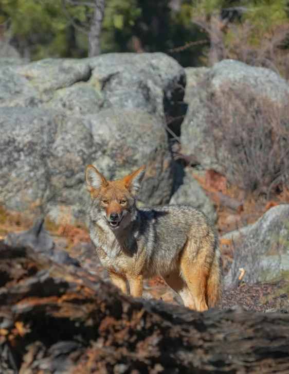 a very cute looking dog standing by some rocks