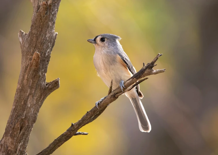 a small bird sitting on top of a tree nch