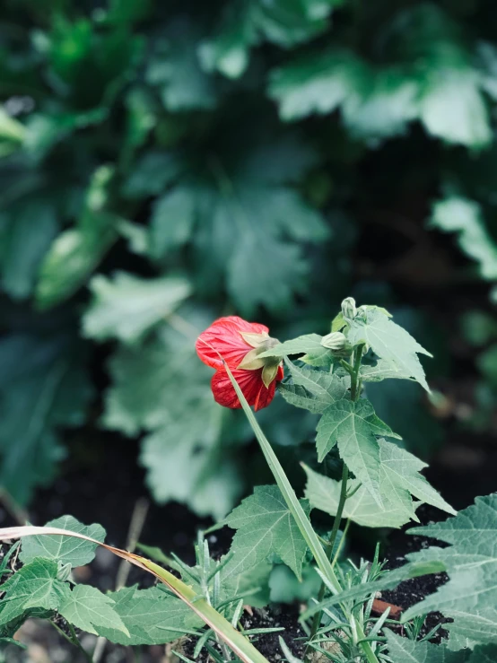 a bright red flower in the middle of some leaves