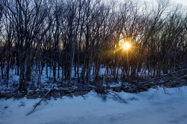 a forest with snow and trees that have no leaves