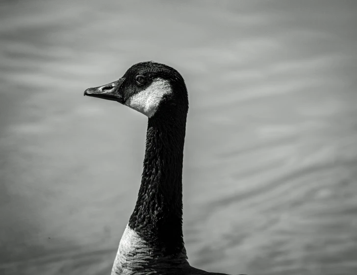 a large bird swimming on a river