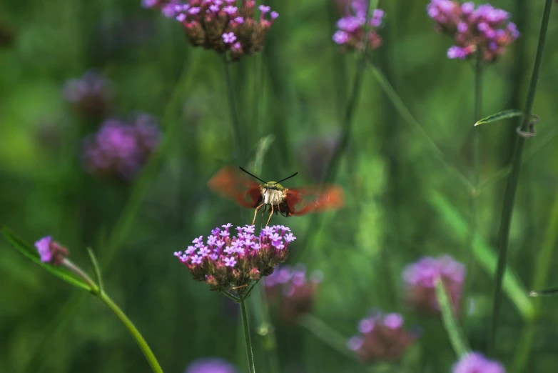 the red erfly is sitting on purple flowers