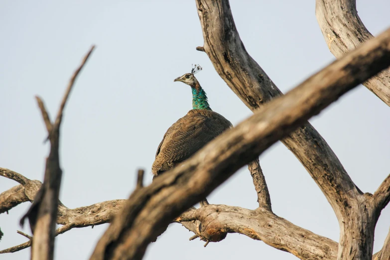 a peacock sitting on top of a nch in a tree