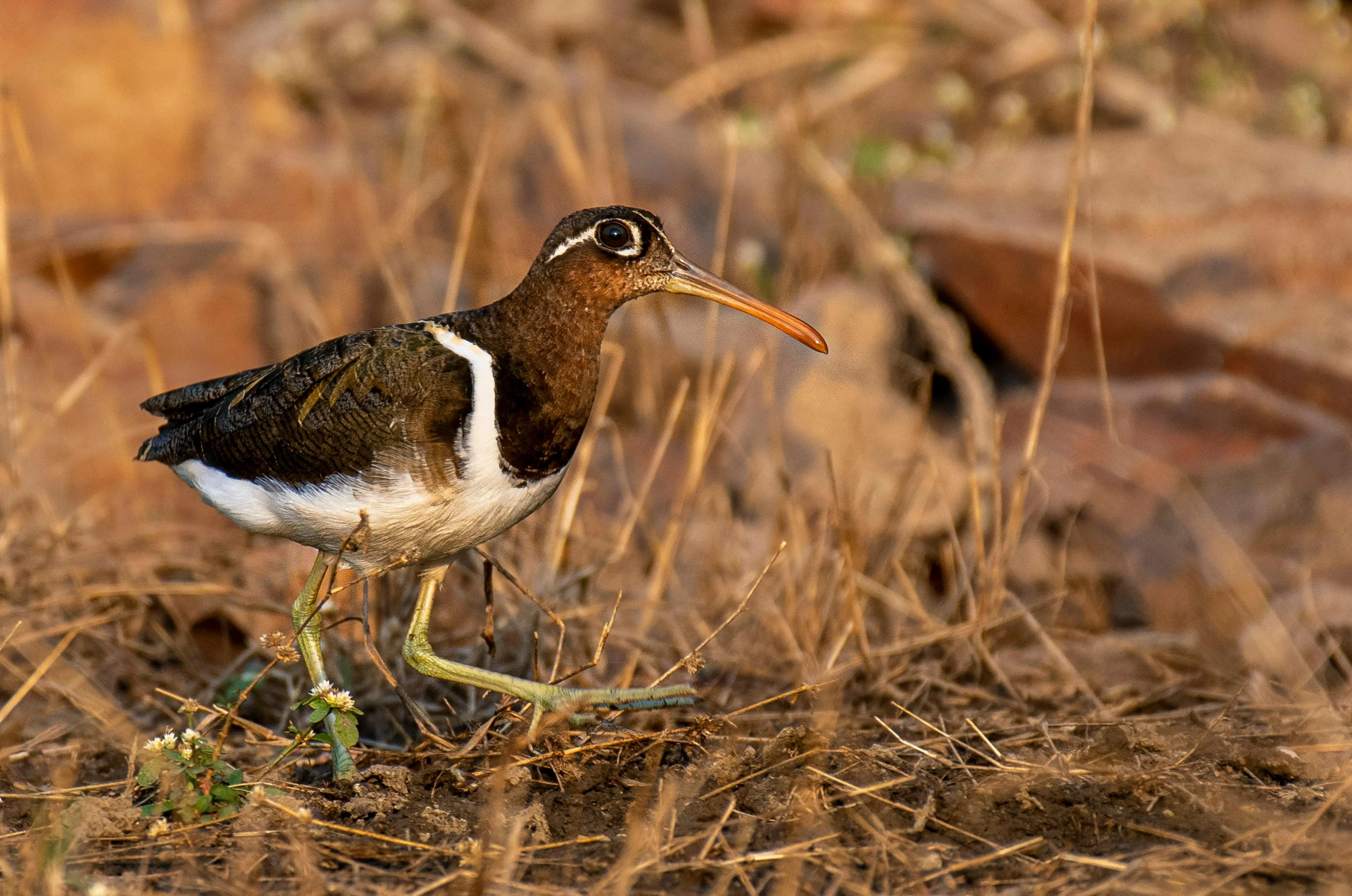 a small bird walking in dry grass near rocks