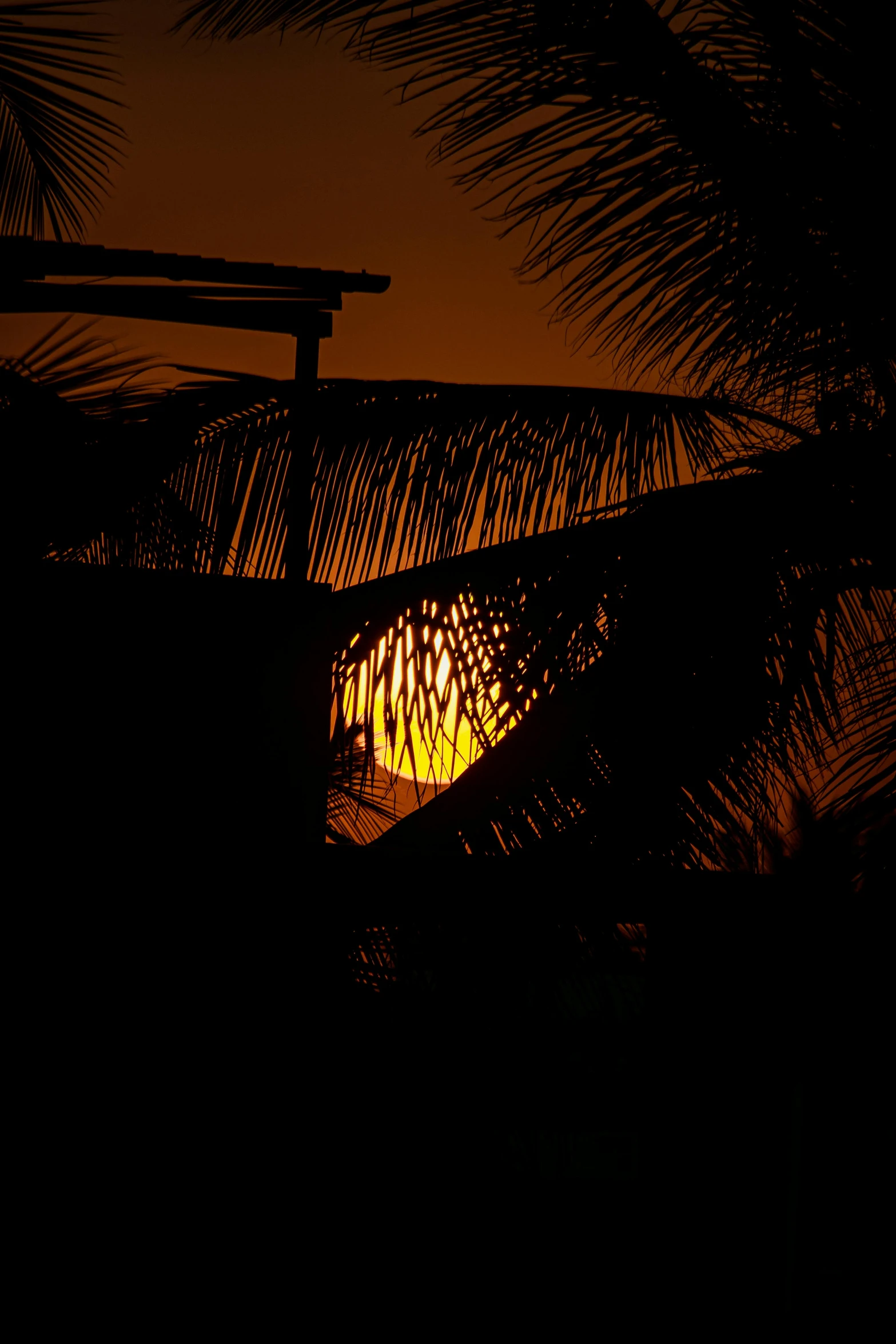 a view of the moon behind a palm tree