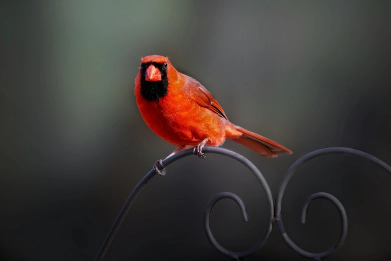 a red and black bird sits on top of a metal fence