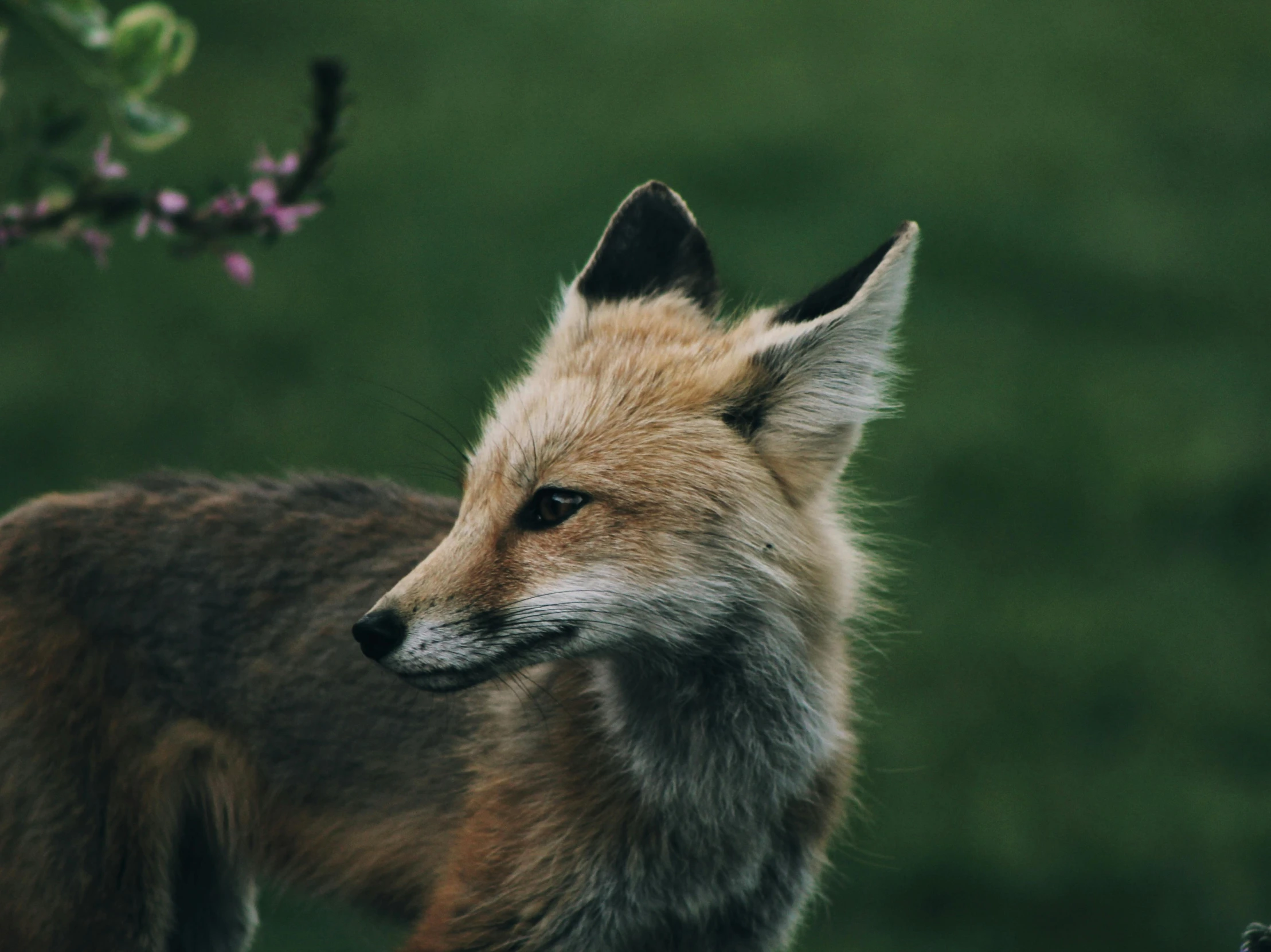 a close up po of an orange fox