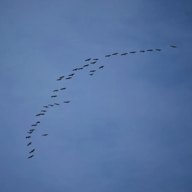 there are a large flock of birds flying together