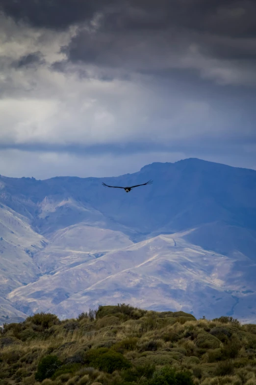 a large bird flying through the air over a hill