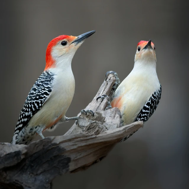 two small birds perched on top of a wooden nch