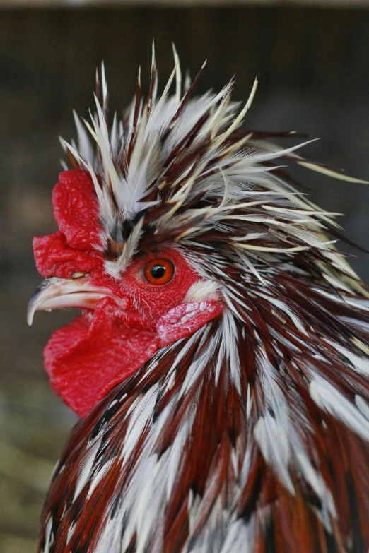 a rooster's head with multi - colored feathers