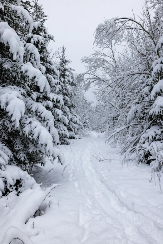 an image of a trail through the forest in winter