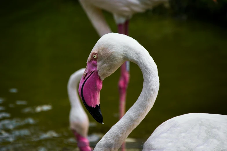 flamingos are shown at the edge of water, with their beaks open